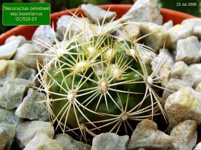 Discocactus _zehntneri _ssp.boomianus _GC529.01_ 01